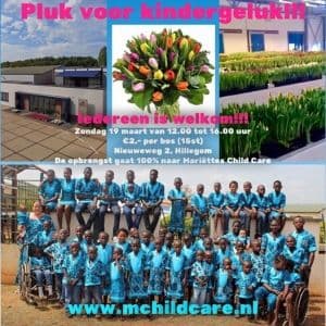 19 maart: tulpen plukken voor Hanukkah in Hillegom